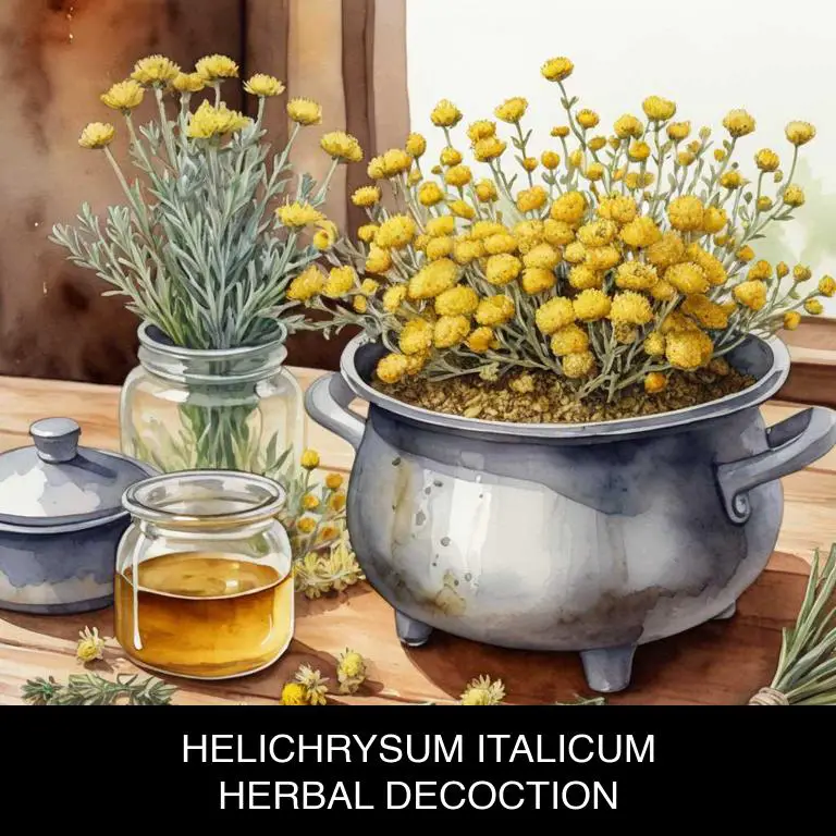 helichrysum italicum herbal decoctions for dry-lips