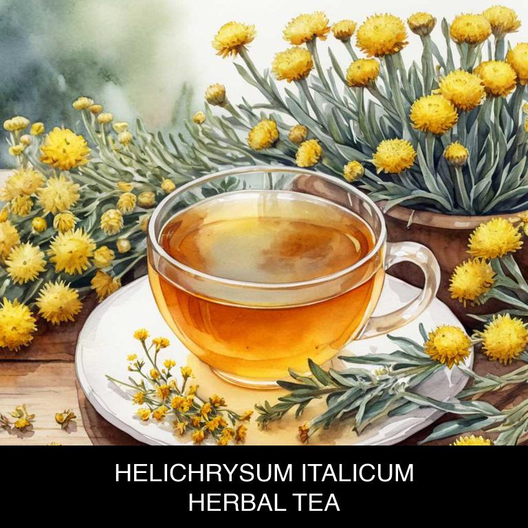 helichrysum italicum herbal teas for laryngitis