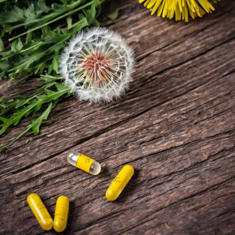 herbal capsules for acute-bronchitis Taraxacum officinale