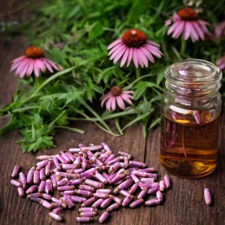 herbal capsules for bee-sting Echinacea purpurea