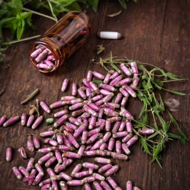 herbal capsules for bruises Echinacea angustifolia