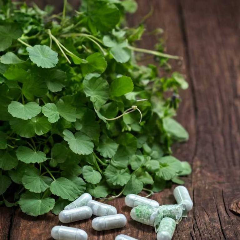 herbal capsules for cirrhosis Centella asiatica