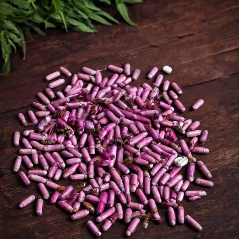 herbal capsules for colds Echinacea purpurea