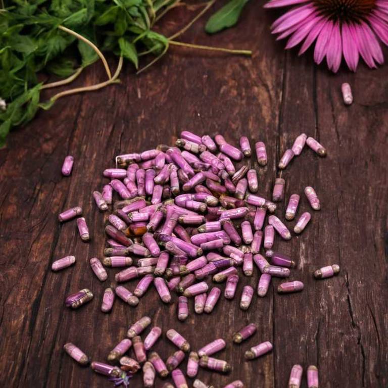 herbal capsules for dental-plaque Echinacea purpurea