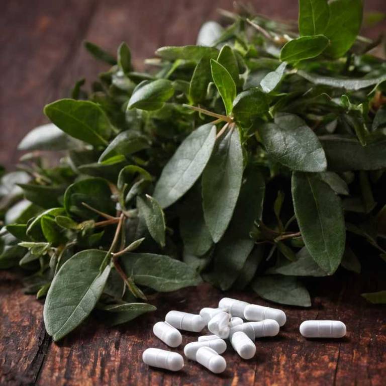 herbal capsules for ear-infection Gaultheria procumbens