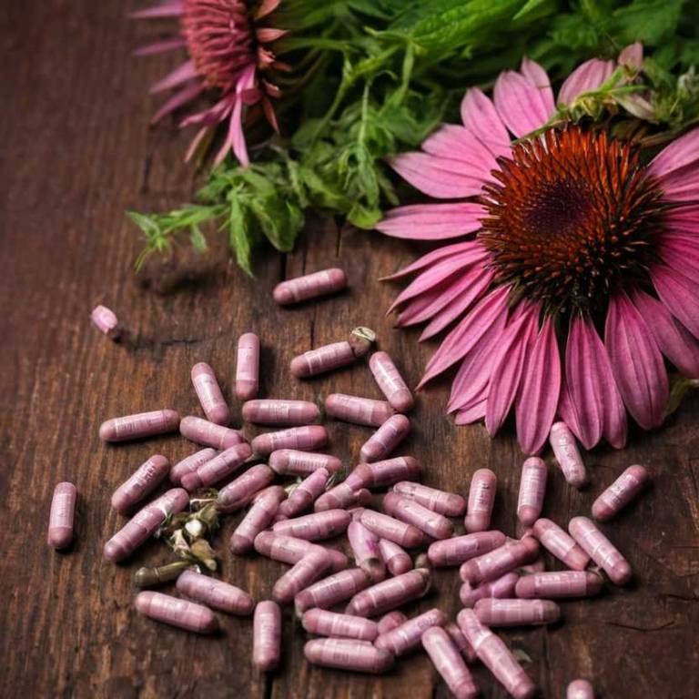 herbal capsules for earache Echinacea angustifolia