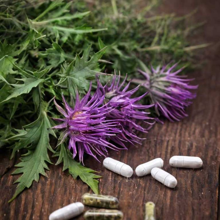 herbal capsules for gout Silybum marianum