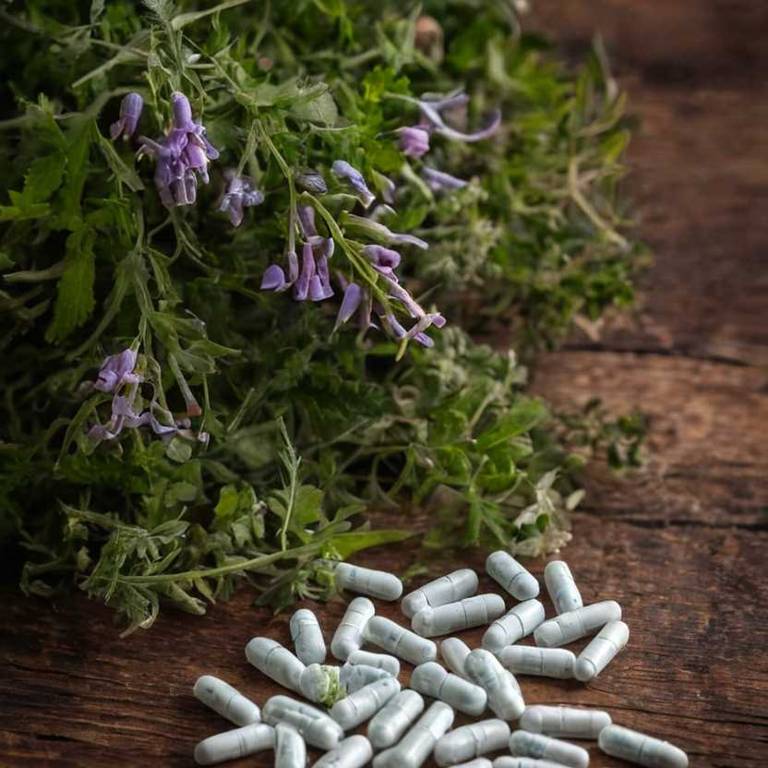 herbal capsules for gum-swelling Corydalis cava