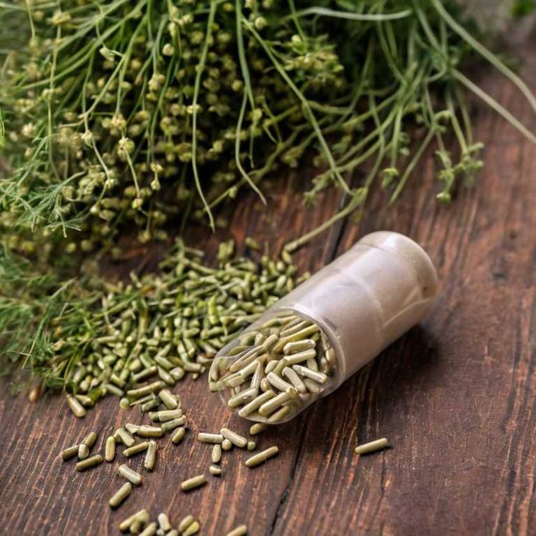 herbal capsules for hiccups Foeniculum vulgare