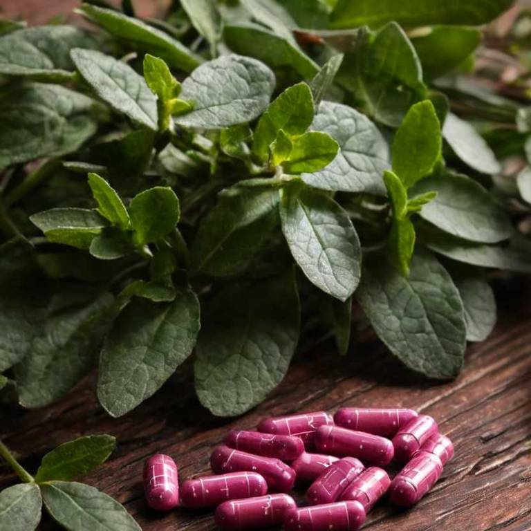 herbal capsules for jaw-lock Gaultheria procumbens