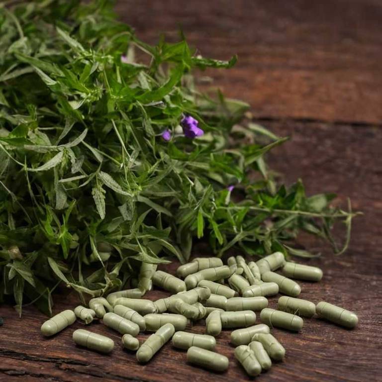 herbal capsules for jet-lag Scutellaria laxa