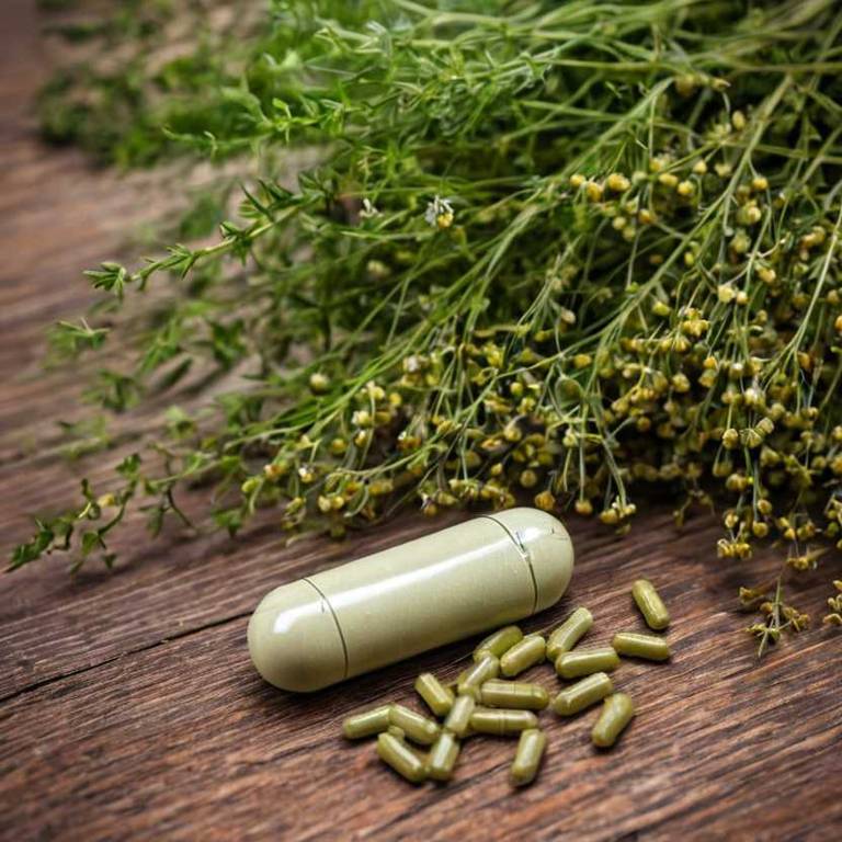 herbal capsules for nausea Foeniculum vulgare