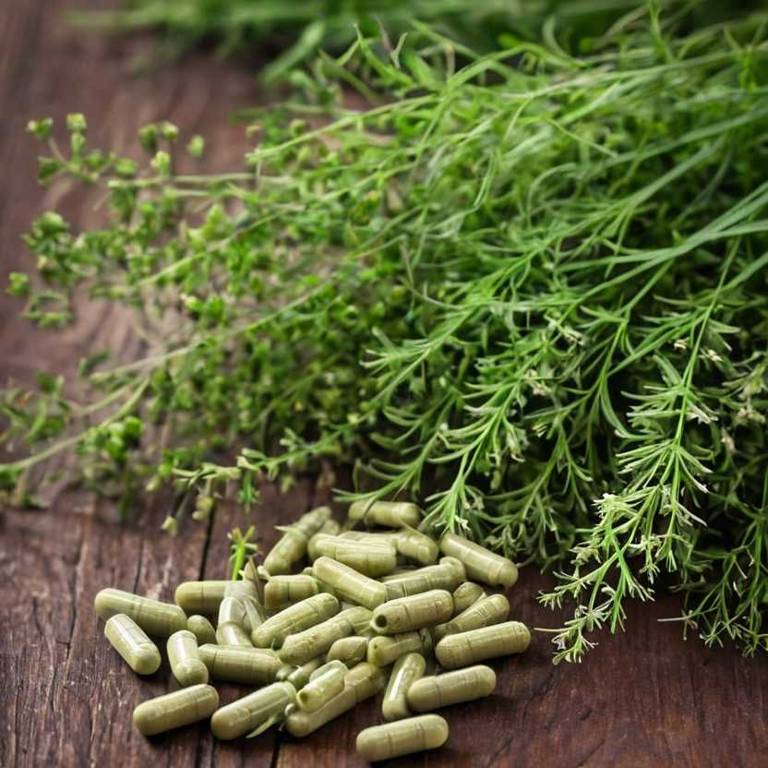 herbal capsules for phlegm Foeniculum vulgare