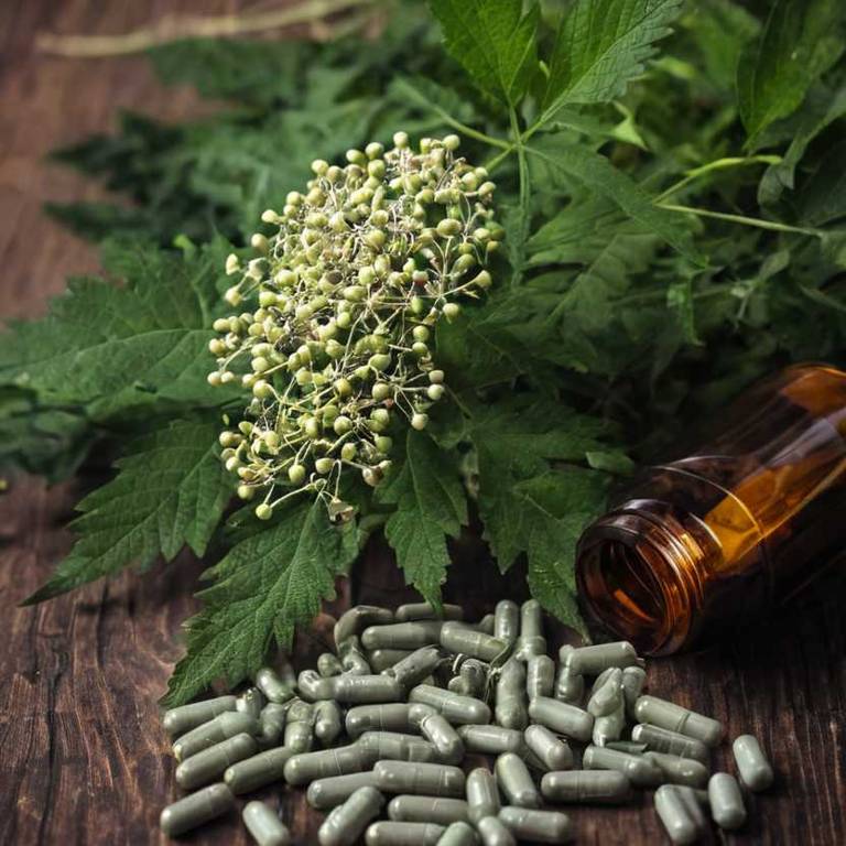 herbal capsules for wheezing Sambucus nigra