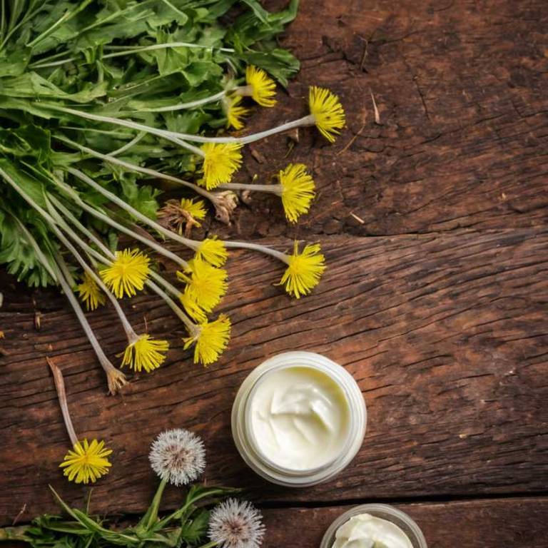 herbal creams for bee-sting Taraxacum officinale