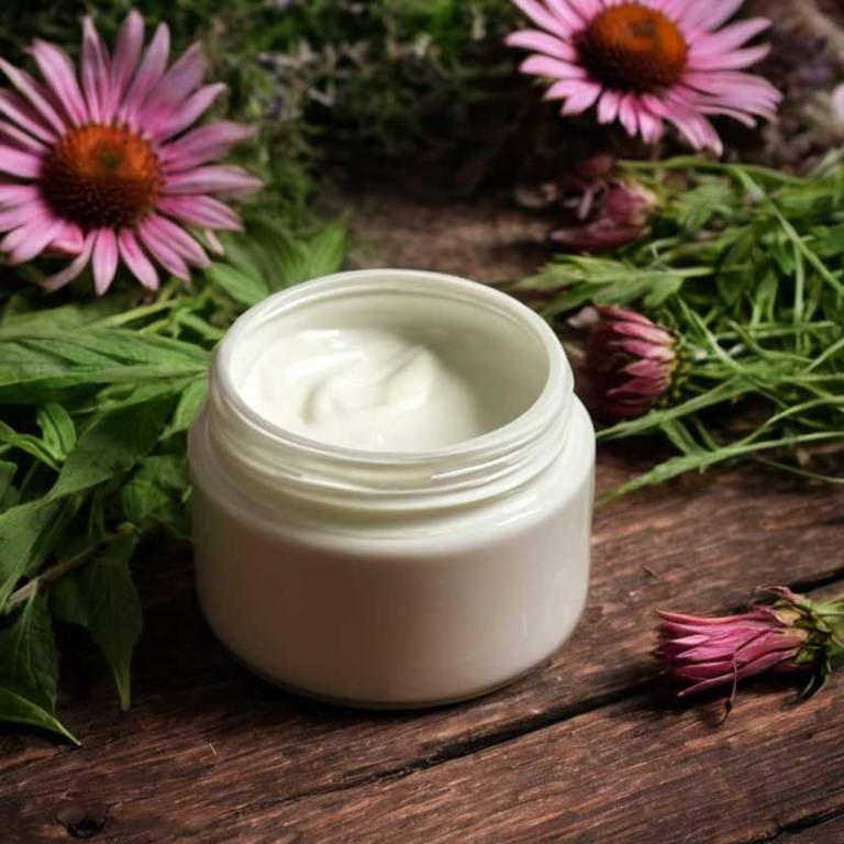 herbal creams for boils Echinacea angustifolia