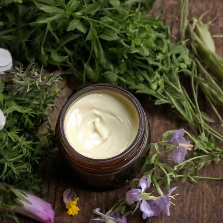 herbal creams for breastfeeding-breast-pain Oenothera biennis