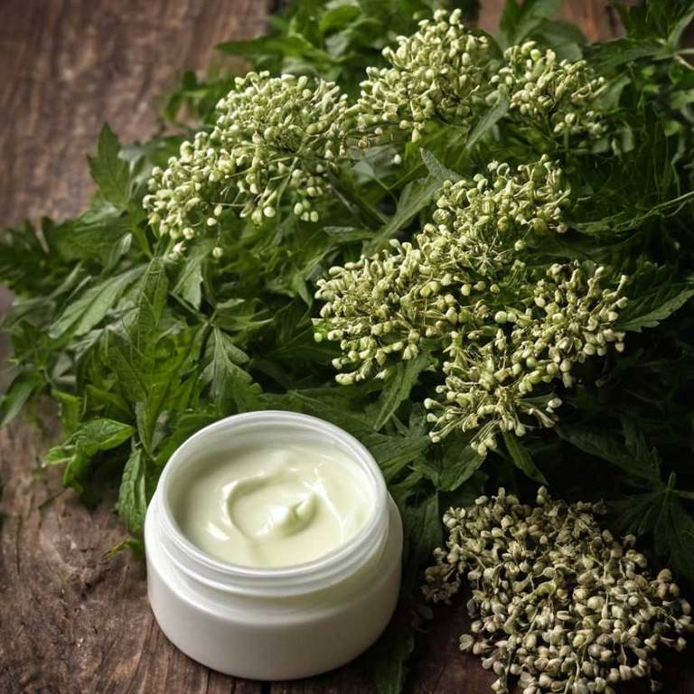 herbal creams for bursitis Sambucus nigra