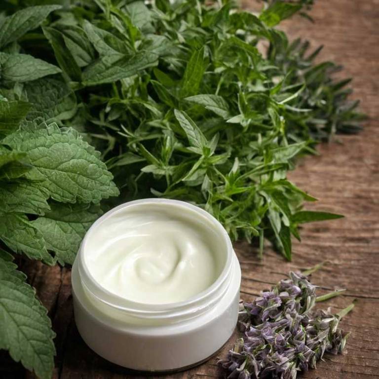 herbal creams for inflammation Mentha x piperita