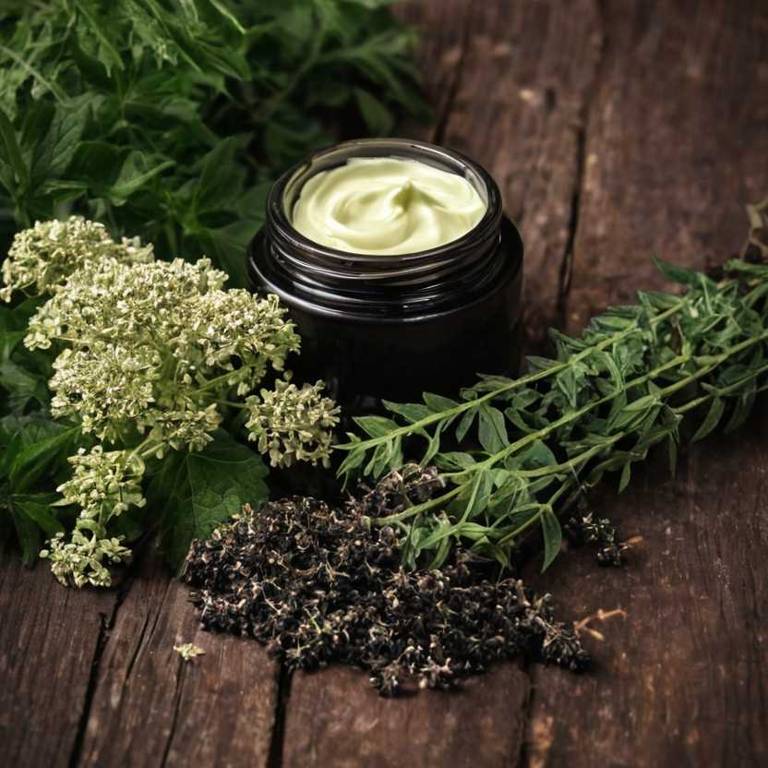 herbal creams for jaw-lock Sambucus nigra