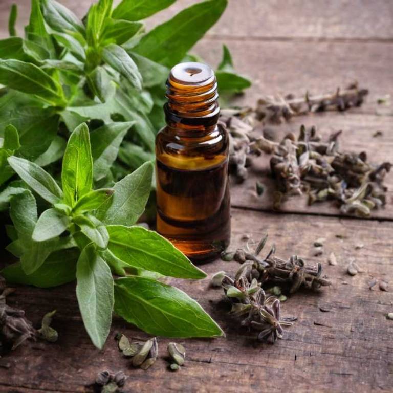 herbal essential-oils for baldness Salvia officinalis