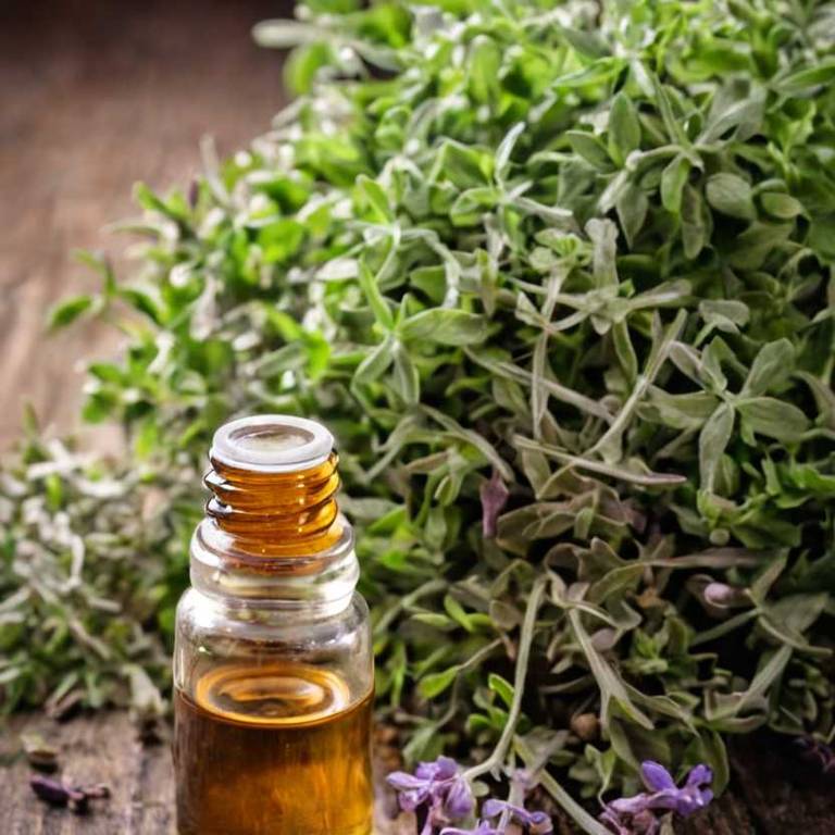 herbal essential-oils for baldness Thymus vulgaris