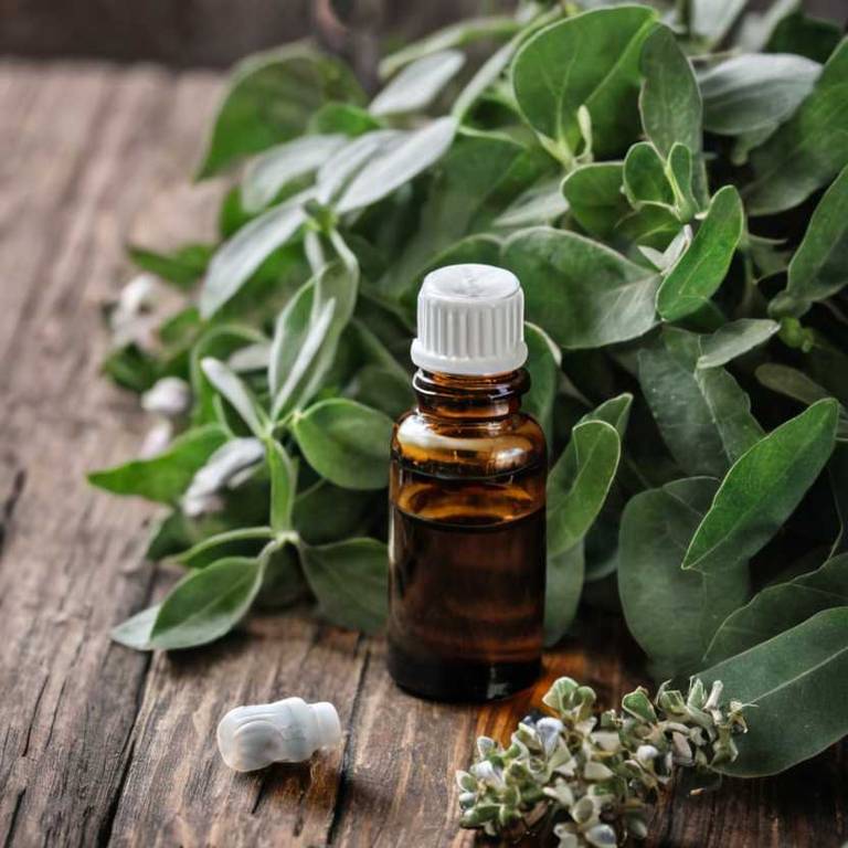 herbal essential-oils for dry-nose Eucalyptus globulus