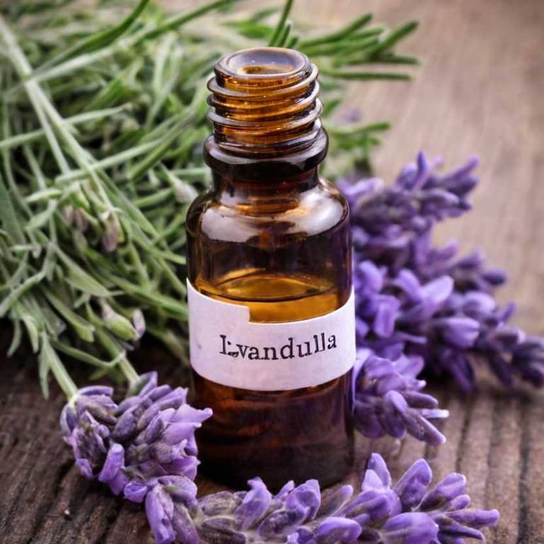 herbal essential-oils for dry-nose Lavandula angustifolia