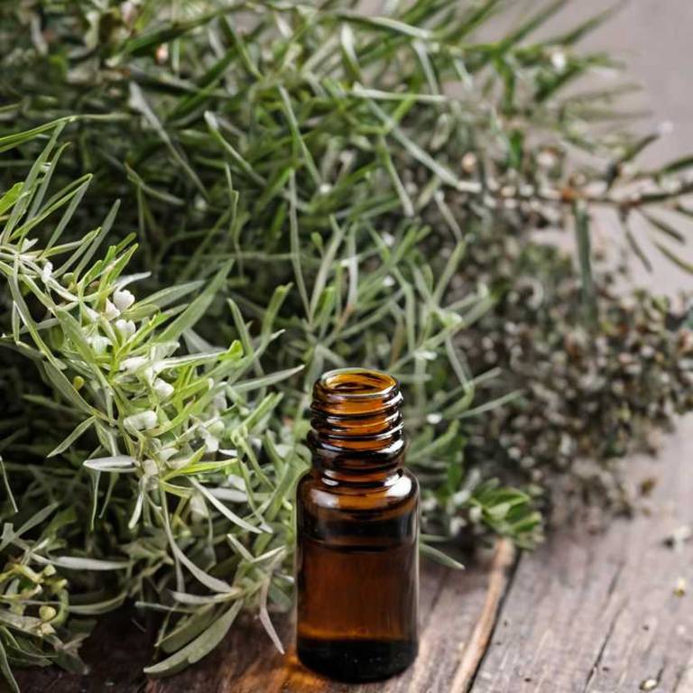 herbal essential-oils for dry-nose Melaleuca alternifolia