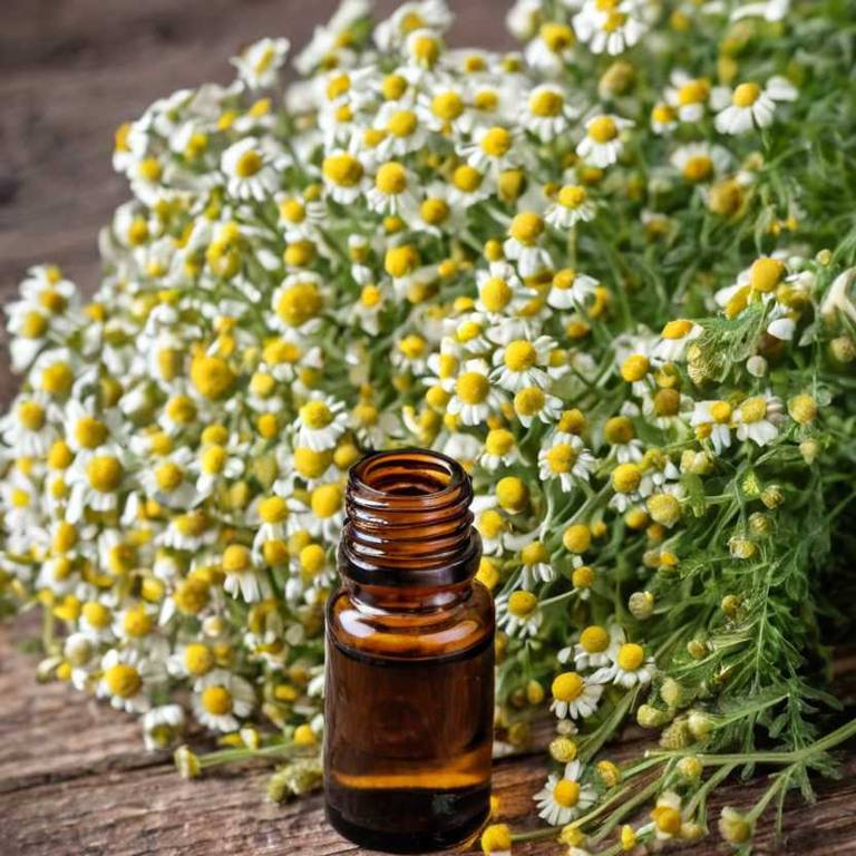 herbal essential-oils for dry-nose overview