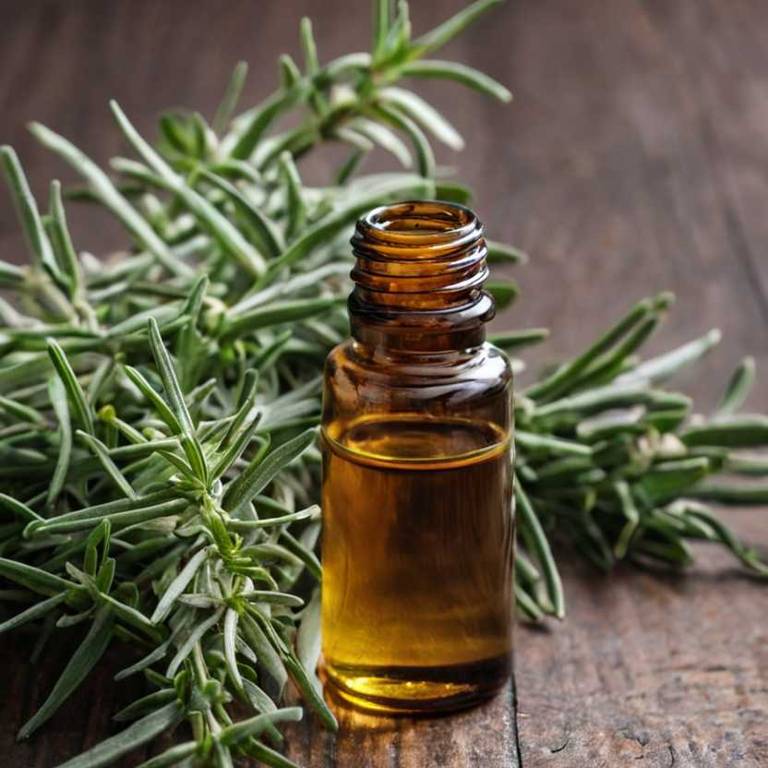 herbal essential-oils for dry-nose Rosmarinus officinalis