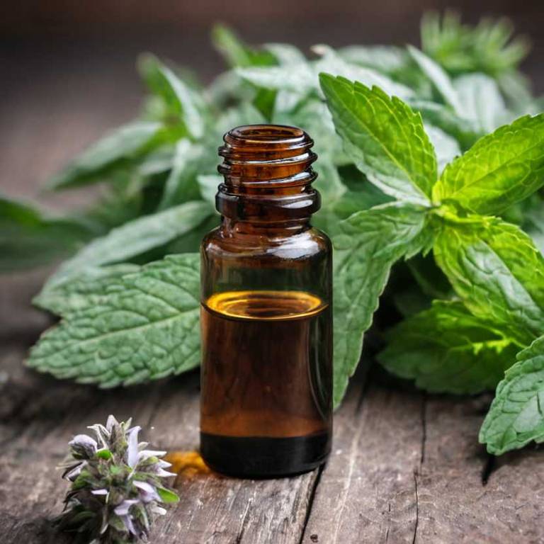 herbal essential-oils for knee-swelling Mentha x piperita