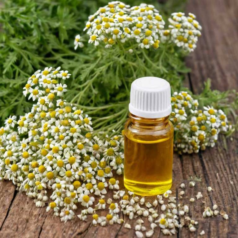 herbal essential-oils for knee-swelling Tanacetum parthenium