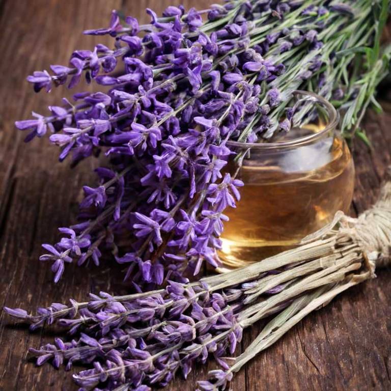 herbal teas for aging Lavandula angustifolia