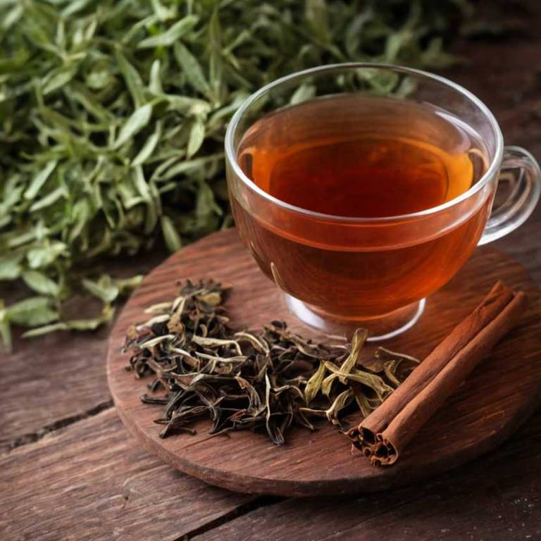 herbal teas for amenorrhea Cinnamomum verum