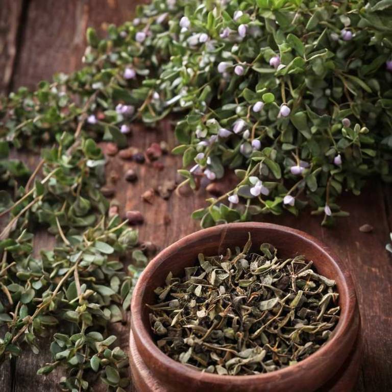 herbal teas for benign-prostatic-hypertrophy Arctostaphylos uva ursi