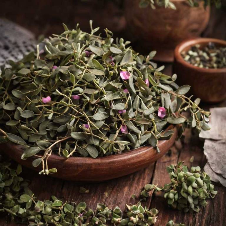 herbal teas for bladder-infection Arctostaphylos uva ursi