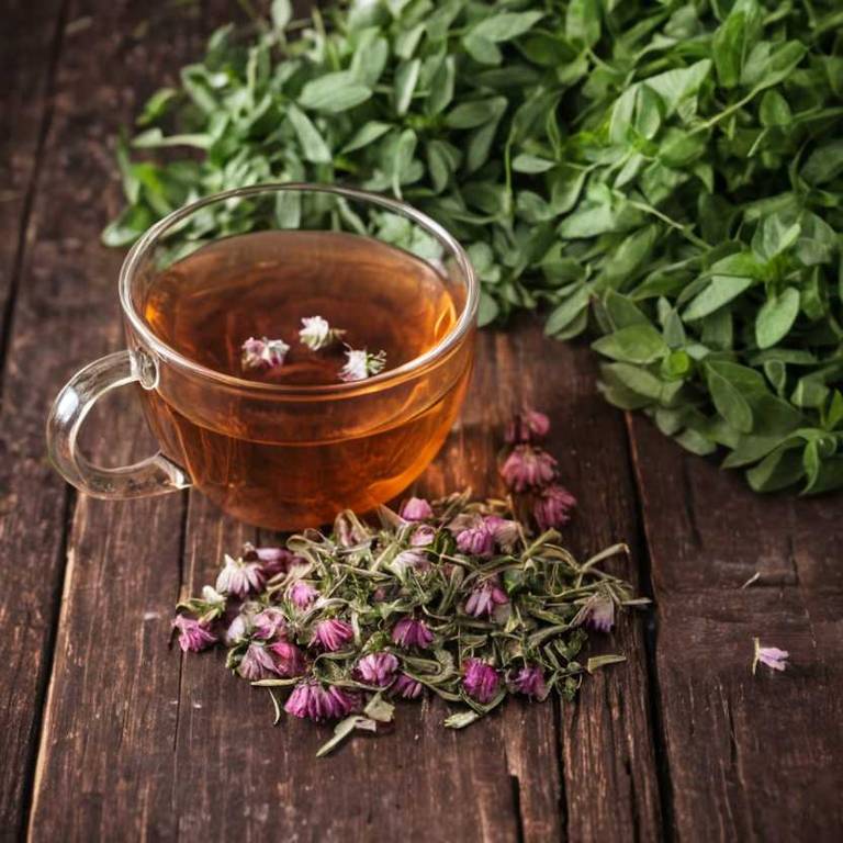 herbal teas for bladder-infection Trifolium pratense