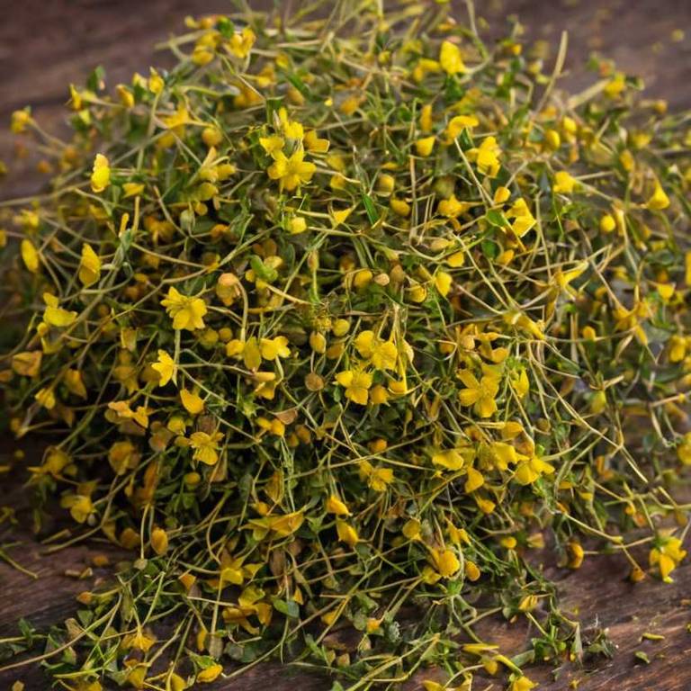 herbal teas for boils Hypericum perforatum