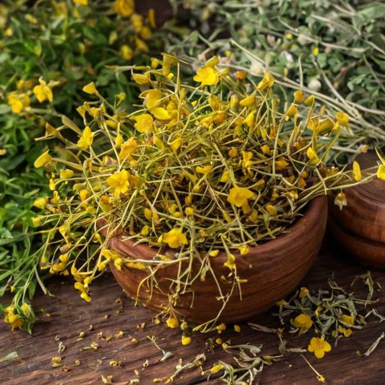 herbal teas for brain-fog Hypericum perforatum