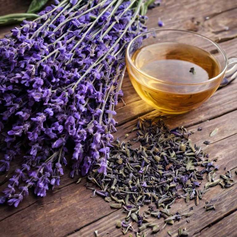 herbal teas for breastfeeding-breast-pain Lavandula angustifolia