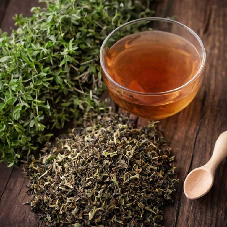 herbal teas for bronchitis Thymus vulgaris