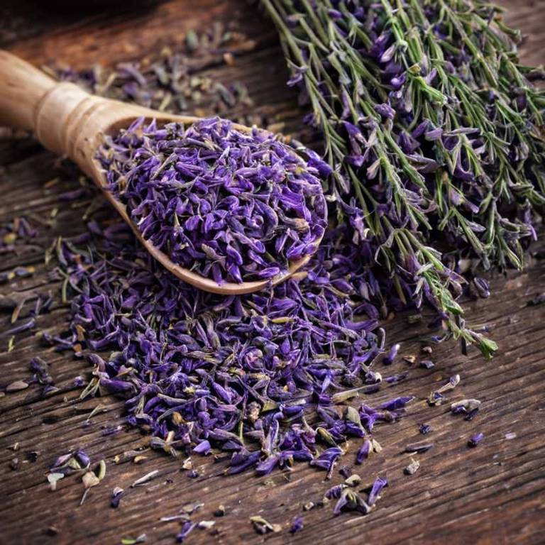 herbal teas for bruises Lavandula angustifolia