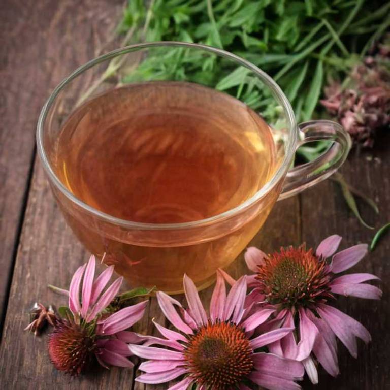 herbal teas for burning-feet Echinacea angustifolia