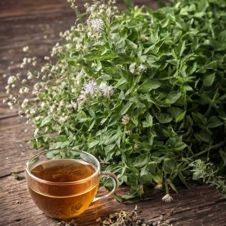 herbal teas for chest-congestion Eupatorium perfoliatum