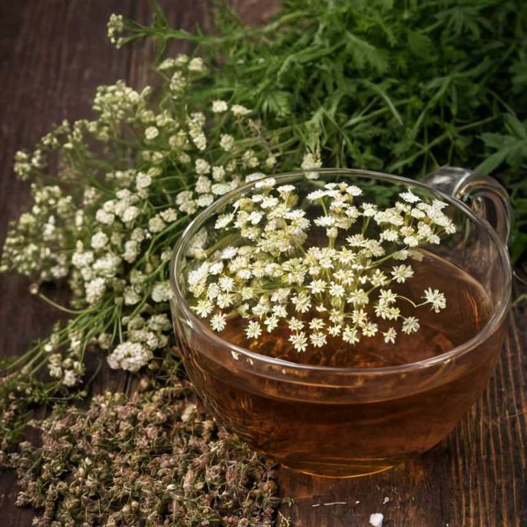 herbal teas for chills Achillea millefolium