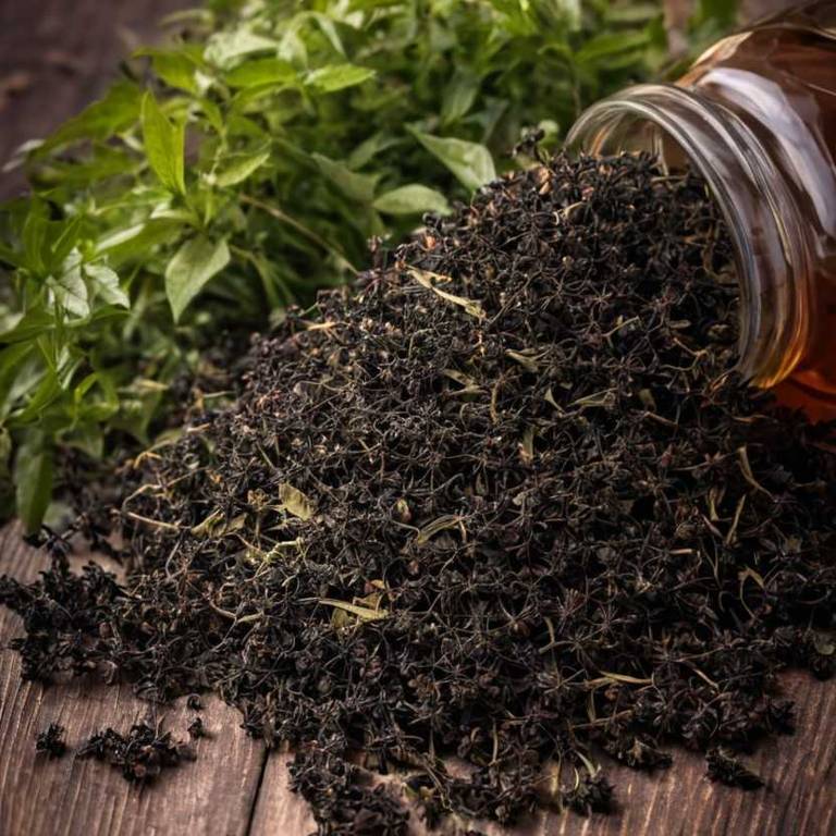 herbal teas for chills Sambucus nigra