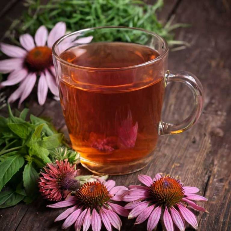 herbal teas for cirrhosis Echinacea purpurea