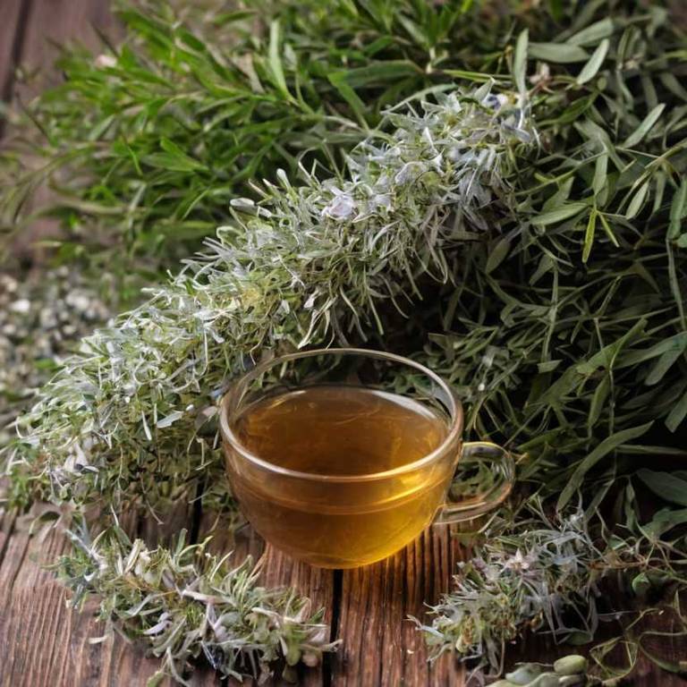 herbal teas for cold-sore Melaleuca alternifolia