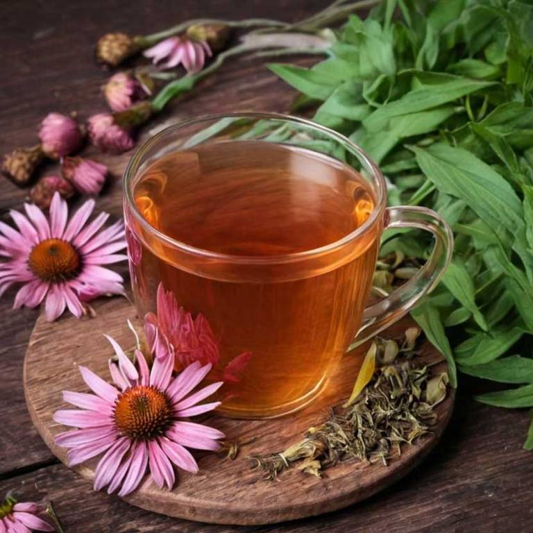 herbal teas for colds Echinacea angustifolia